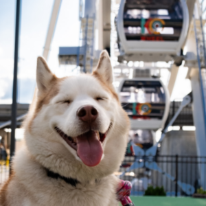 Husky breed dog smiling with KC Wheel gondolas in background