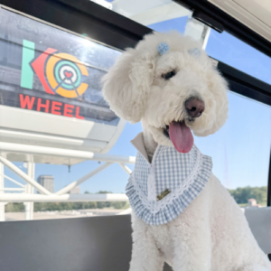 dog on kansas city wheel